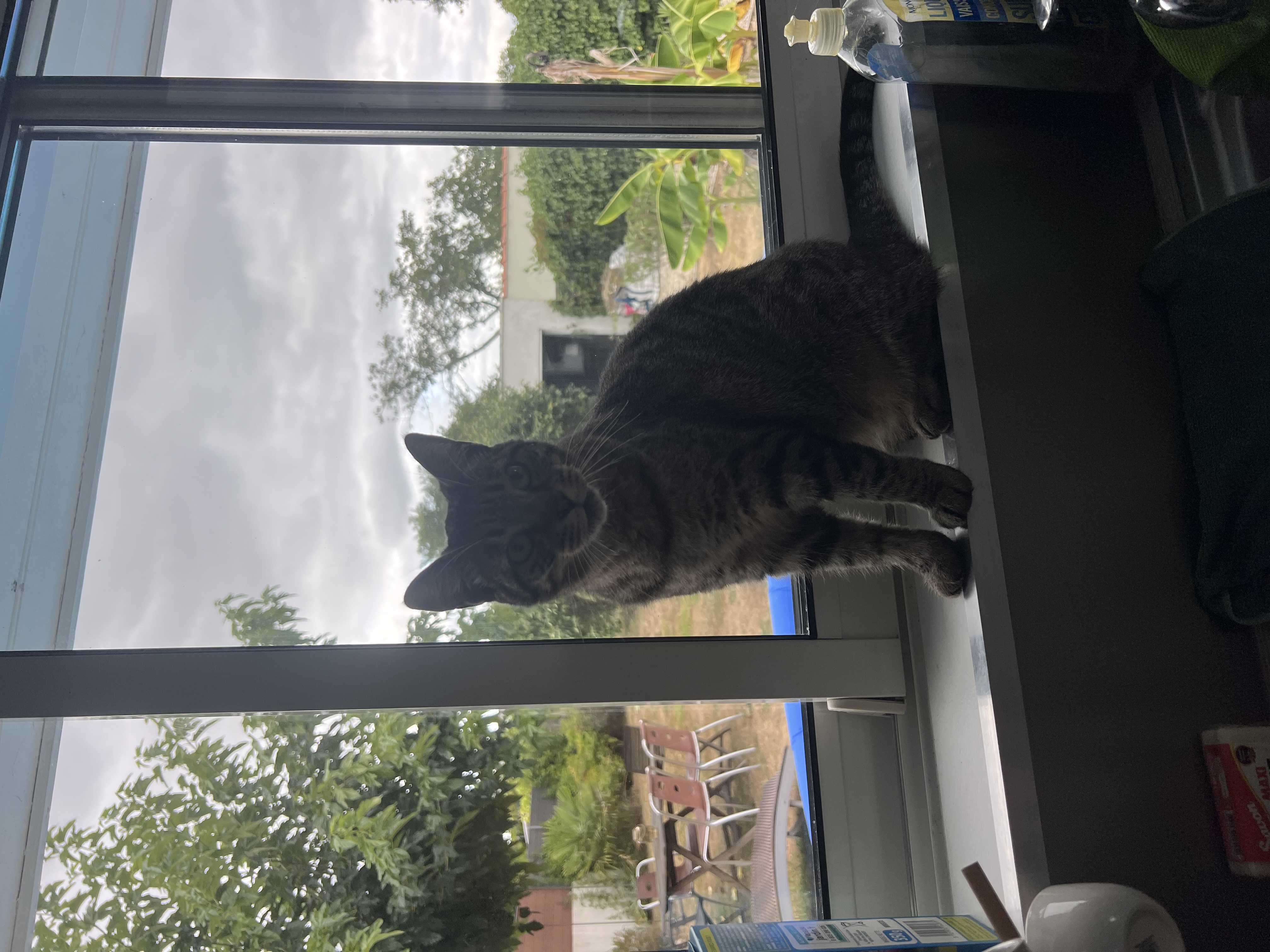 Chat jouant avec un jouet